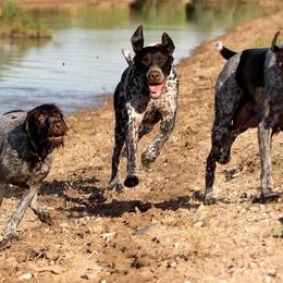 German Shorthaired Pointers from Hunting Son's Pointers