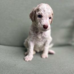 Light Purple - Apricot female Labradoodle puppy in Ellenwood, Georgia from Four Paws Down