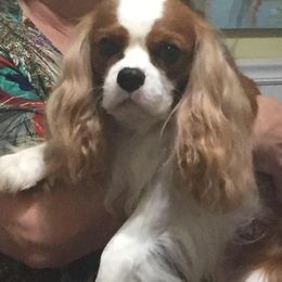 Cavalier King Charles Spaniel All Grown Up from SweetVirginia Cavalier King Charles Spaniels