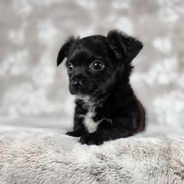 Aladdin - Black male Chihuahua puppy in West New York, New Jersey from Pixie’s Magical Puppies