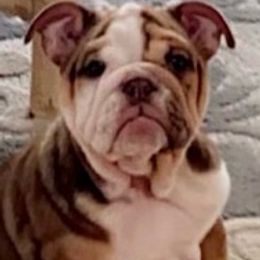 Bulldogs and French Bulldogs from Vertucci Bulldogs