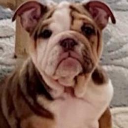 Bulldogs and French Bulldogs from Vertucci Bulldogs