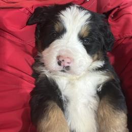 Kit-Kat - Black rust and white female Bernese Mountain Dog puppy in Strasburg, Ohio from Lois Allison