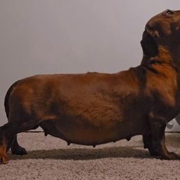Danielle - Dachshund