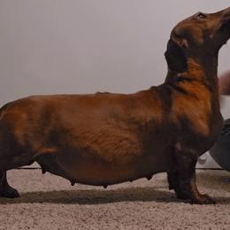 Danielle - Dachshund