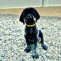 Ringo Starr - German Shorthaired Pointer puppy from Onyx Retrievers