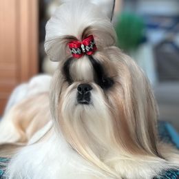 Geno - Shih Tzu