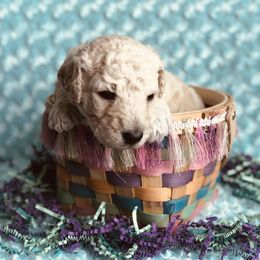 Bernedoodle and Labradoodle Puppies from Royal Doodles