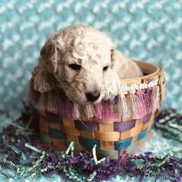 Bernedoodle and Labradoodle Puppies from Royal Doodles