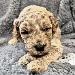 Labradoodles from Lucky Town Doodles