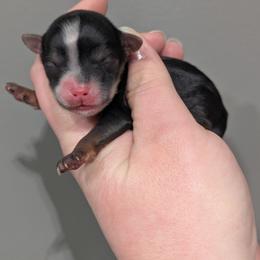Midnight - Black and tan male Yorkipoo puppy in Coshocton, Ohio from Forever Family Puppies