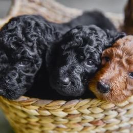 Midnight - Black male Poodle puppy in Fairburn, Georgia from The Real Dog Breeders of Atlanta (peachy poodles)