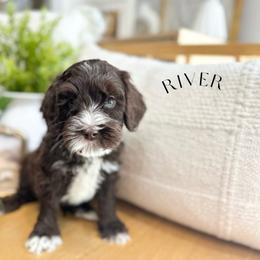 River - Chocolate male Australian Labradoodle puppy in Palmdale, California from Heavenly Doodles