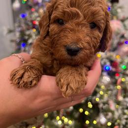 Goldendoodle Puppies from Sunnydoodle Utah