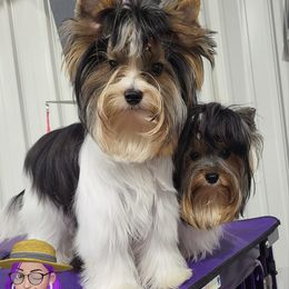 Stanley - Biewer Terrier