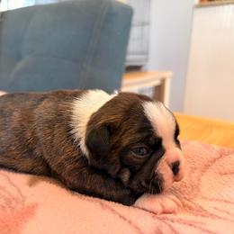 Flower - Brindle and white female Boston Terrier puppy in Leonard, Kentucky from Bluegrass Boston Terriers