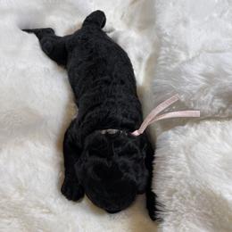 Girl 2 - female Poodle puppy in Albany, Kentucky from Impressive Cartwright Standards