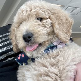 Goldendoodle Puppies from Cute as a Doodle