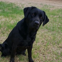 Labrador Retrievers from Bristol Bay Labradors