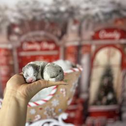 Luffy - Blue merle male Pomeranian puppy in Antioch, California from Ray of Poms