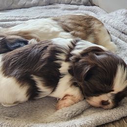 Shih Tzus from Duarte's Shihtzu Puppies