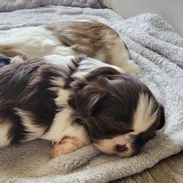 Shih Tzus from Duarte's Shihtzu Puppies