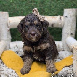Squirrel - Phantom female Bernedoodle puppy in Williamson, New York from Lakeside Doodles