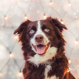 Havyn - Australian Shepherd