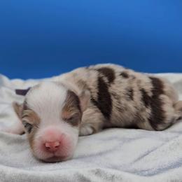 Purple collar girl - Red merle female Miniature American Shepherd puppy in Lexington, Kentucky from Deuce's Den