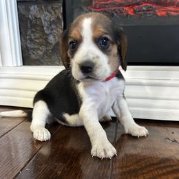 Girl 3 - female Beagle puppy in Walnut Grove, Missouri from C & L Beagles and Bassets