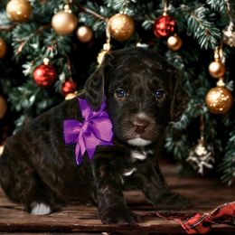 Purple  Chocolate female - Chocolate female Australian Labradoodle puppy in Milton, North Carolina from Good Day Doodles