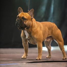 French Bulldogs from Fortune Frenchies
