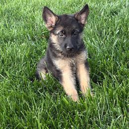 Yvette - Black and tan female German Shepherd puppy in Whitewater, California from Vom Haus Metzler Shepherds