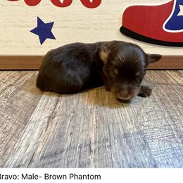 Bravo - Red phantom Aussiedoodle puppy in League City, Texas from Space City Mini Aussies & Doodles