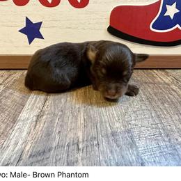 Bravo - Red phantom Aussiedoodle puppy in League City, Texas from Space City Mini Aussies & Doodles