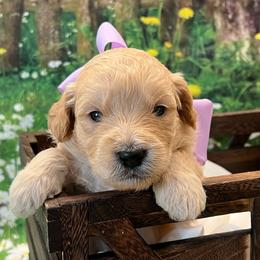 Lacey - Cream female Goldendoodle puppy in The Woodlands, Texas from Gracie's Goldendoodles and Bernedoodles