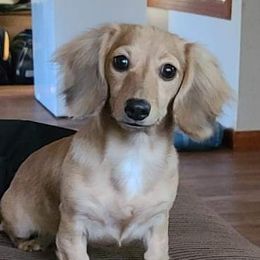 Phoenix - Dachshund