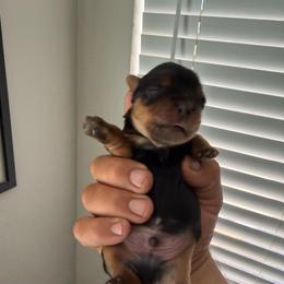 Boy 1 - Black and tan male Shorkie puppy in San Tan Valley, Arizona from Great Mates