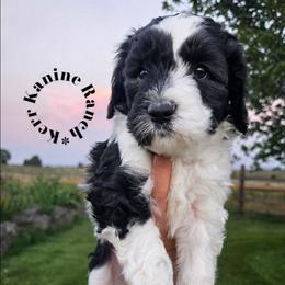 Panda - Black and white female Sheepadoodle puppy in Ashton, Idaho from Kerr Kanine Ranch