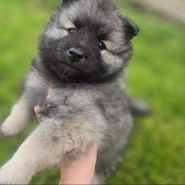 Citrine - Gray silver and black female Keeshond puppy in Logan, Ohio from Hocking Hills Keeshonds