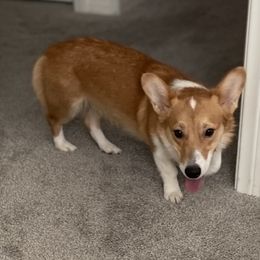 Potato - Pembroke Welsh Corgi