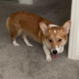 Potato - Pembroke Welsh Corgi