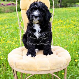 Bernedoodle Puppies from Southridge Bernedoodles