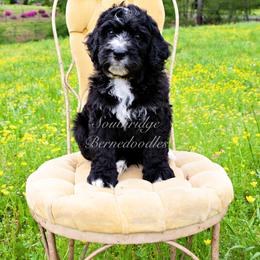 Bernedoodle Puppies from Southridge Bernedoodles