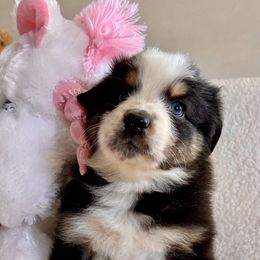 Australian Shepherd Puppies from Bedtime Story Australian Shepherds