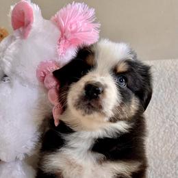 Australian Shepherd Puppies from Bedtime Story Australian Shepherds
