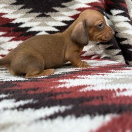 Girl Orange Collar - Red female Dachshund puppy in Warsaw, Ohio from Mohawk Creek Dachshunds