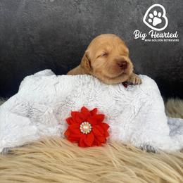 Pepper Potts - Cream female Companion Cross puppy in Utah County, Utah from Big Hearted Breeders