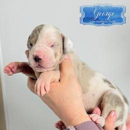 George - Lilac Harlequin Tanpoint - Harlequin male Great Dane puppy in Morton, Illinois from That Gurl K9s
