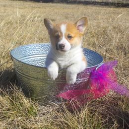 Pembroke Welsh Corgi Puppies from Loves Classic Corgis